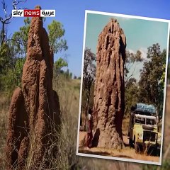 ممالك النمل