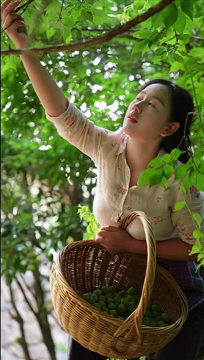 Today I plucked a lot of fruits from a tree.