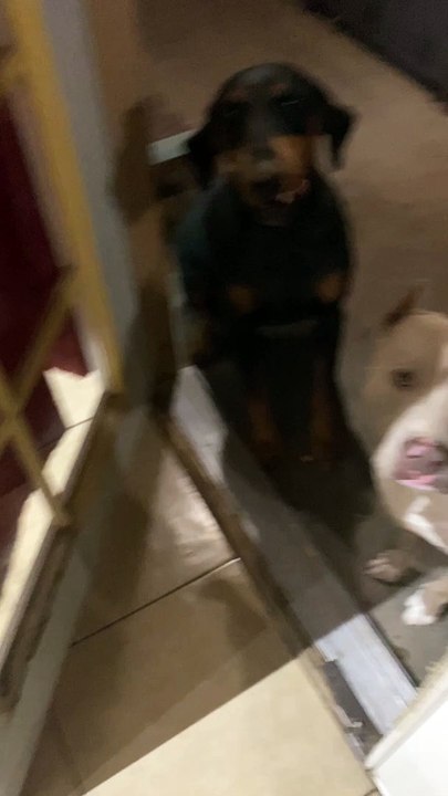 Dog Snitches Over Destroyed Bucket