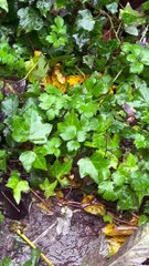 Mouse Family Explores Tiny Garden Village