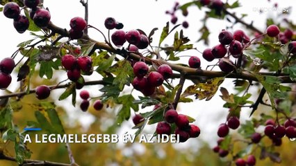 A legmelegebb év az idei