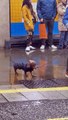 Dachshund Dresses for London Weather