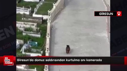 Giresun'da domuz saldırısından kurtulma anı kamerada