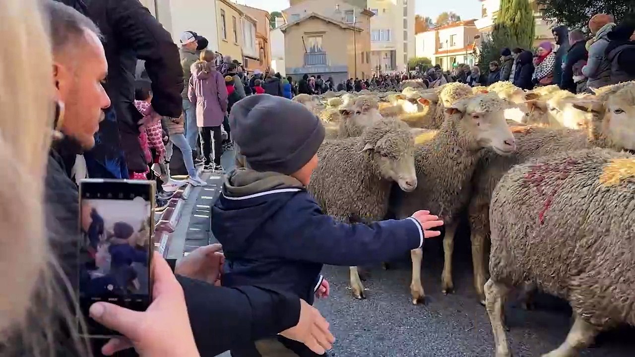 Le défilé des moutons à Istres est toujours un enchantement pour petits et grands.