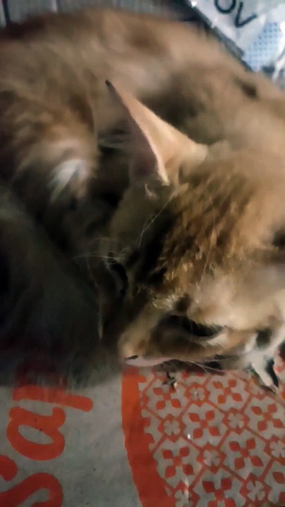 #cat (1)