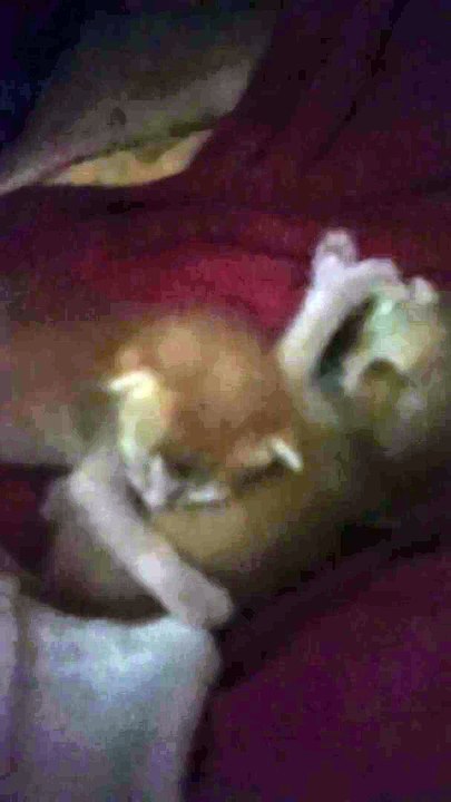 #cat #cats(2)