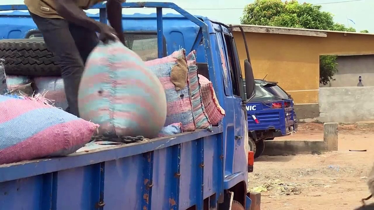 Côte d'Ivoire: peur sur la récolte de cacao après de trop fortes pluies