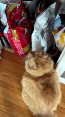 Naughty Cat Breaks Into Bag of Kibble