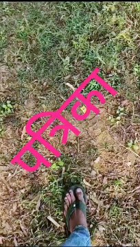 माइनर नहर फूटी, 12 किसानों की 30 बीघा गेंहू की फसल डूबी, 500 बीघा फसल प्रभावित