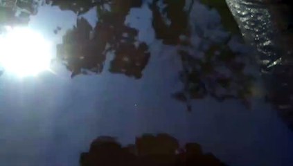 Waspada terhadap penyakit jamur saat musim hujan, selalu jaga kualitas air kolam