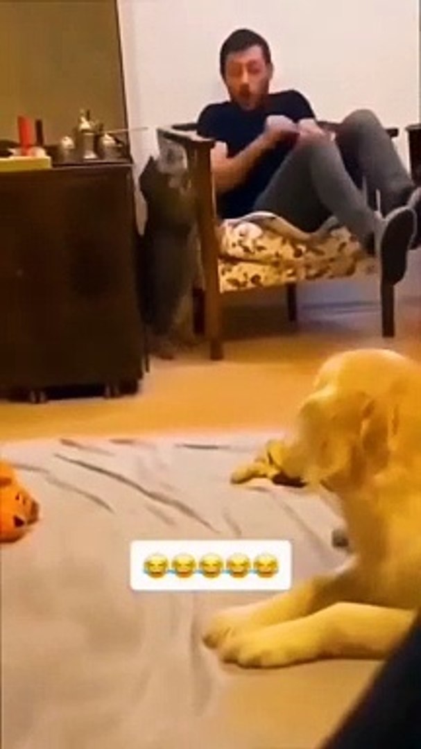funny pets