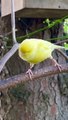 Bird Sounds - Bird Song - Canary Singing