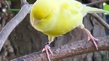 Bird Sounds - Bird Song - Canary Singing