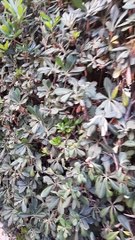 An experimental recording of some bushes in Jerusalem's Emek Refaiim neighborhood