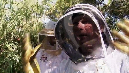 MonsterQuest Giant KILLER Bees! The Failed Experiment (S4, E4)