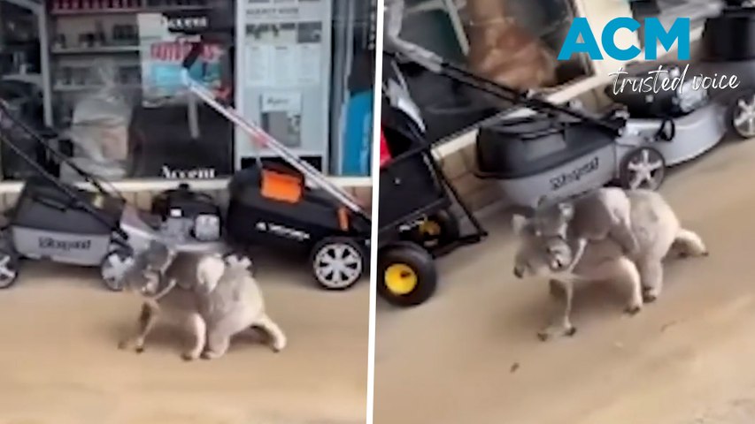 A koala and joey have been captured on camera going for a browse through a hardware store in Heywood, VIC.