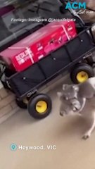 Koala and joey go for a browse at hardware store