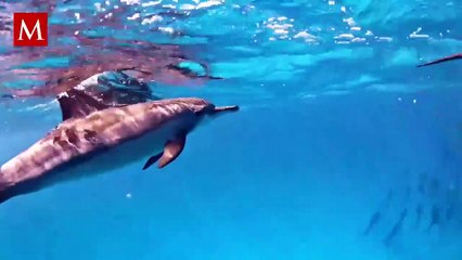 El lado oscuro de los delfines y su cuestionable conducta sexual