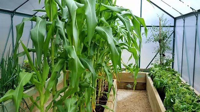 Self Help's green thumbs | The Examiner | November 27, 2023