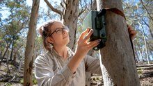 Searching for koalas in the ACT