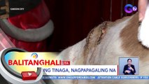 Asong tinaga, nagpapagaling na | BT