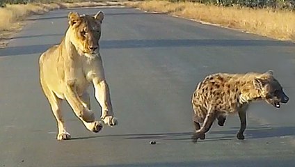 Mother Lioness Ambushes Crippled Hyena