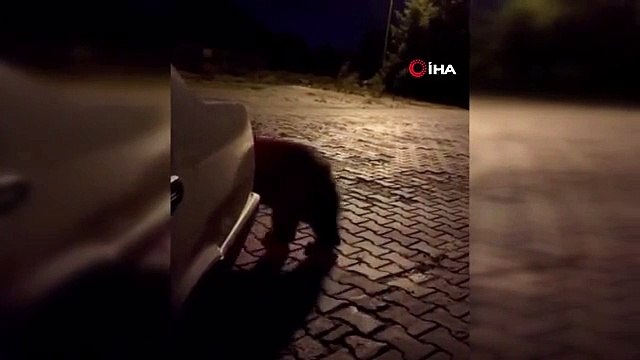 Kış uykusuna yatamayan ayılar, günübirlikçilere saldırdı... O anlar kamerada