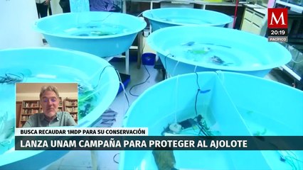 ¿Cómo ayudar en el hábitat de los ajolotes y contribuir a su preservación en Xochimilco?