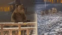 Uludağ'da ayılar yemek aramak için şehir merkezine indi