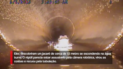Robô detecta jacaré de 1,5 metro em tubulação de água