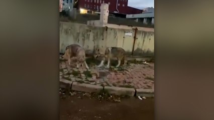 İstanbul’da kurtlar şehre indi!