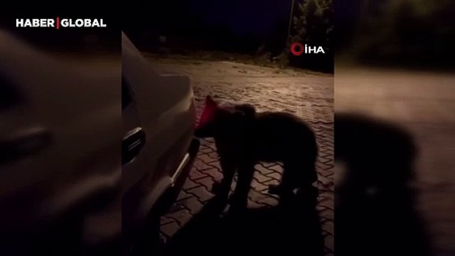 Yer Bursa: Kış uykusuna yatamayan sürü böyle görüntülendi!