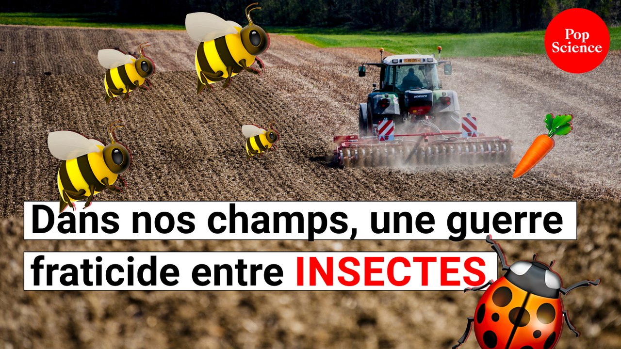 Non, tous les insectes ne sont pas une menace pour l'agriculture