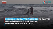 Lumba-lumba Terdampar di Pantai Ujunggenteng Sukabumi, Dikembalikan ke Laut