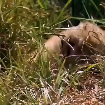 African Wildest Mothers || Wildlife sanctuary in Hindi || Part 01 || (join Channel & share video) #survival #adventure #series #documentary #hindi #video #wildlife #nature #animals #wildlife #africa