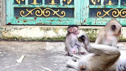 Even Walking Slowly, Monika Baby Still Continues To Go Ahead