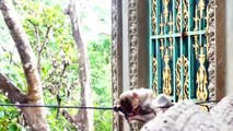 Female monkey Malika make conflict with male monkey, super funny actions