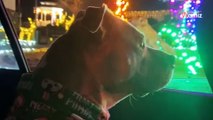 Il emmène sa chienne en voiture : durant le voyage, elle a la surprise de sa vie !
