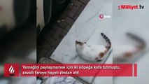 Yemeğini paylaşmamak için iki köpeğe kafa tutmuştu, zavallı fareye hayatı zindan etti