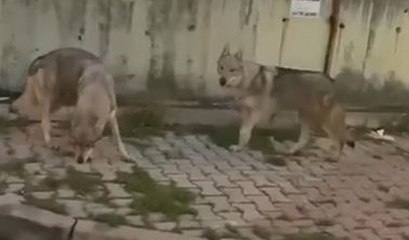 Aç kalan kurtlar İstanbul'da şehir merkezine indi