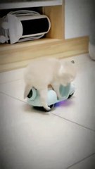 Luar biasa kucing imut naik vespa