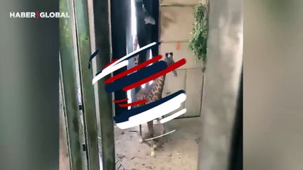 Anakondanın kafasına vurup bayıltan adam ineğini böyle kurtardı!