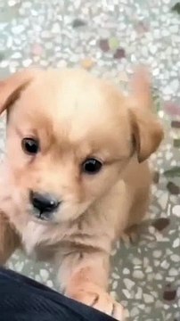 how to funny dog Show to cute dog How to draw cute dog How to draw cute dog easy Qhow to draw cute dog face Show to draw cute dog step by step Qhow to draw cute dog pictures Show to draw cute dog cartoon How cute dog grooming