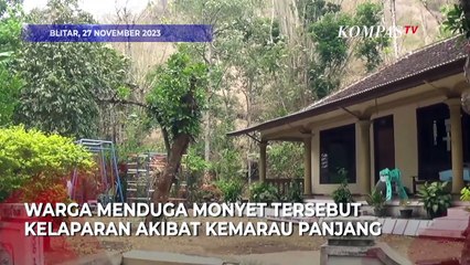 Diduga Kehilangan Sumber Makanan, Kawanan Monyet Masuk Rumah Warga
