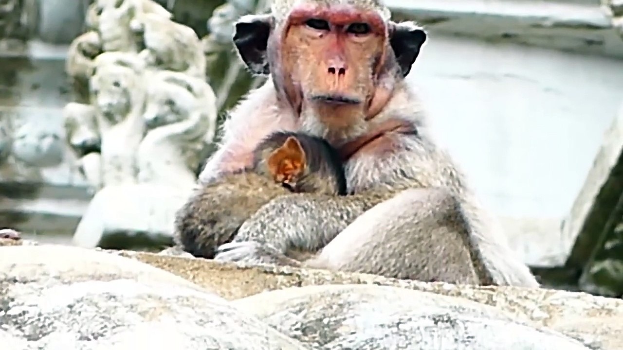 Full pithiness to see old mother Mekala get really grief, Mekala huge passed away baby with LOVES