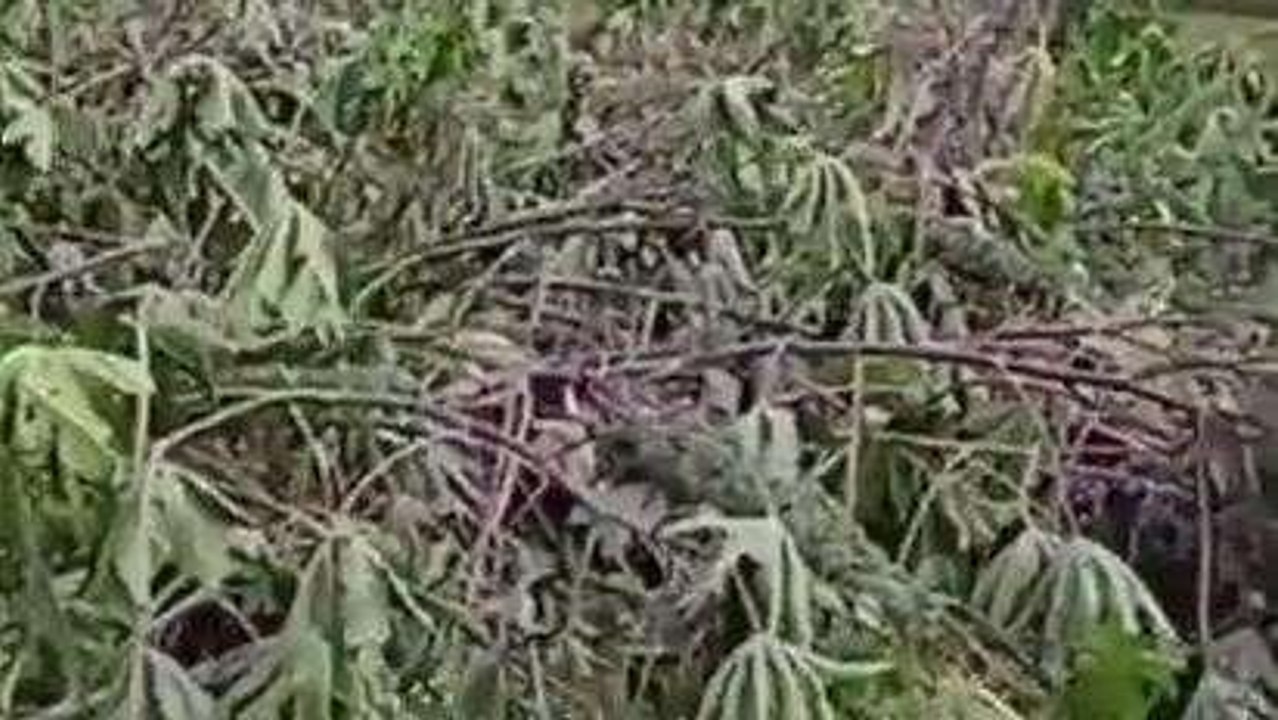 सिरोही: किसानों की मेहनत पर बेमौसम बारिश ने फेरा पानी, अरंडी और सौंफ की फसल बर्बाद