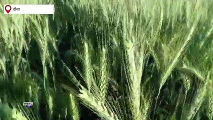 दौसा: अबकी बार गेहूं की बुवाई का घट सकता है जिले में रकबा, जानिए क्या है वजह