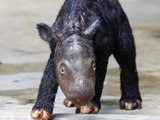 Seltener Nachwuchs: Sumatra-Nashorn-Baby in Indonesien geboren