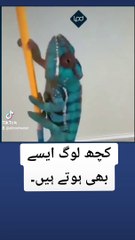 Human change color like a chameleon   #trending #follow #fashion #viral #instagram #tiktok