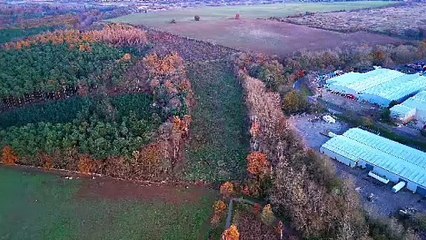 Drone footage shows destruction of Harlestone Firs